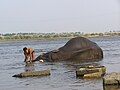 Mahudeswarar Temple elephant