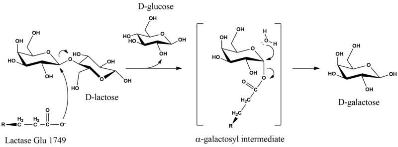 File:LactaseMechanism2.png