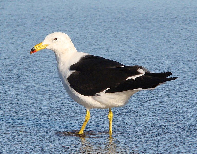 File:Larus atlanticus1.jpg