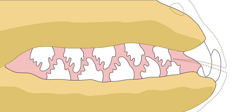 File:Lobodon carcinophaga teeth.svg