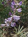 Silvery Lupin right next to the other one, showing leaf texture for identification