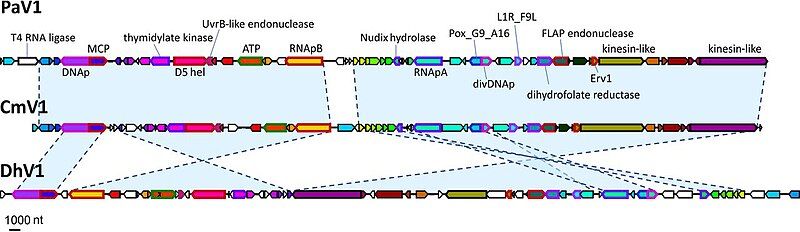 File:MBio-2020-Subramaniam-e02938-19.F1.large.Genomes.jpg