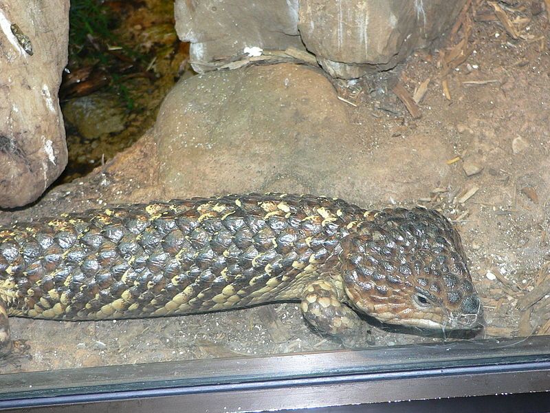 File:MP-Tiliqua rugosa 1.jpg