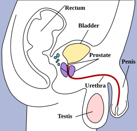 File:Male pelvic structures.svg