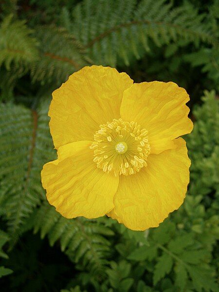 File:Meconopsis cambrica06.jpg