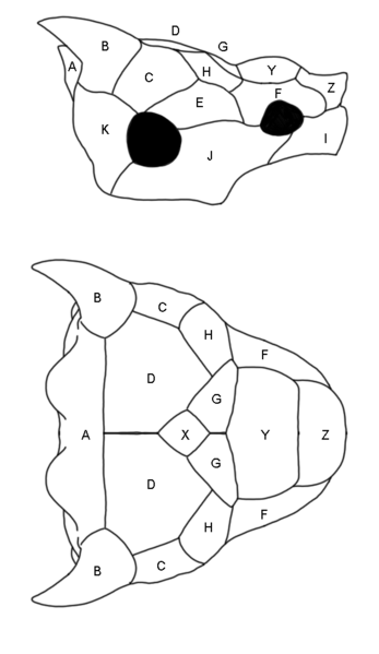 File:Meiolania scales areas.png