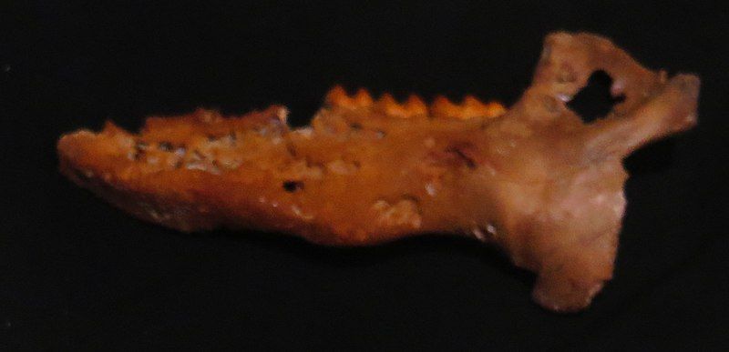 File:Muknalia minima mandible.jpg