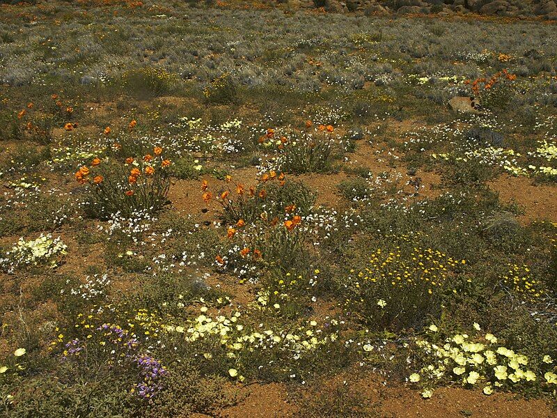 File:Namaqualand, Goegap 0077.jpg