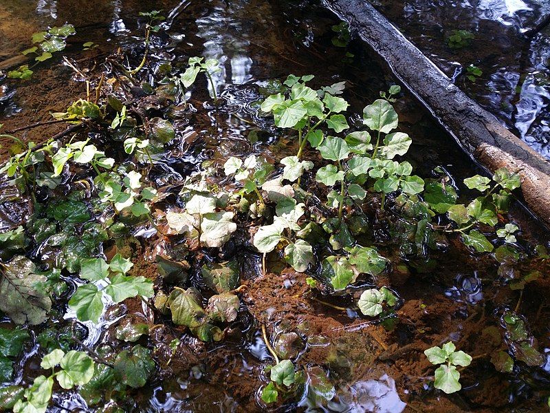 File:Nasturtium officinale sl155.jpg