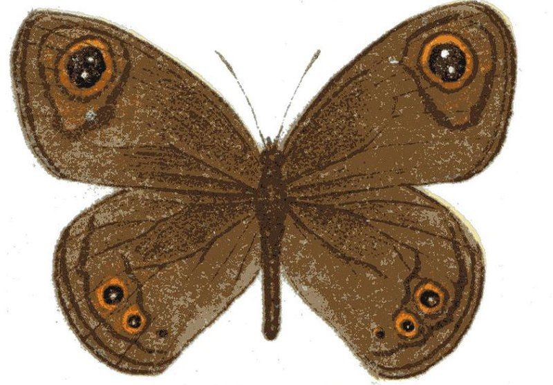 File:Neita extensa.JPG