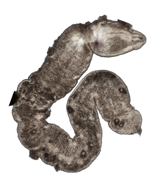 File:Nemertinoides wolfgangi.png