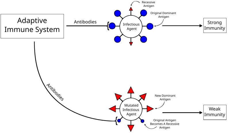 File:Original Antigenic Sin.svg