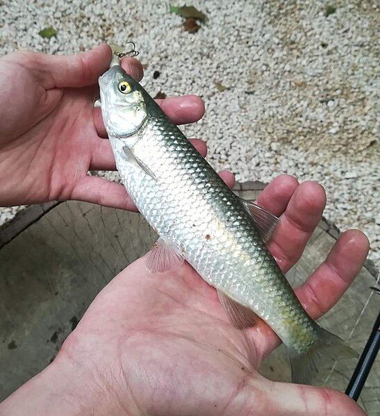 File:Pamvotis chub.jpg