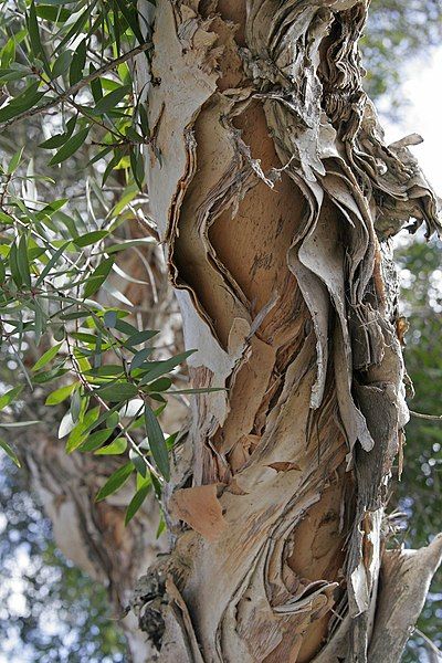 File:Paperbark.jpg