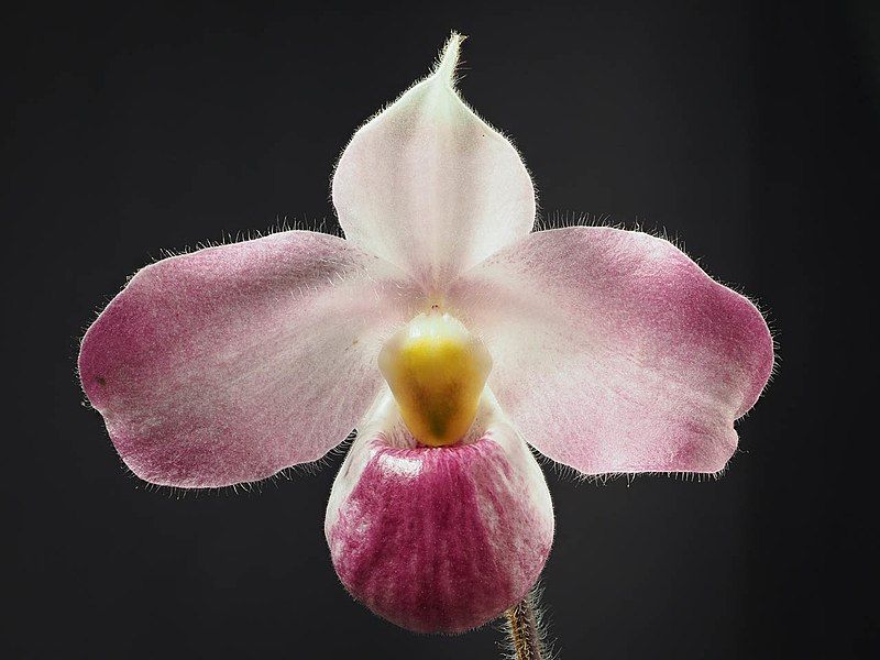 File:Paphiopedilum vietnamense (28012699008).jpg