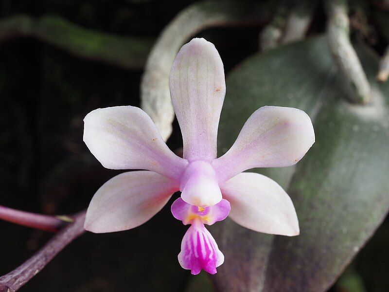 File:Phalaenopsis wilsonii (17960844591).jpg