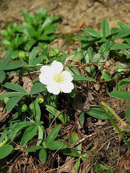 File:Potentilla alba003.jpg