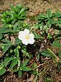 Potentilla alba