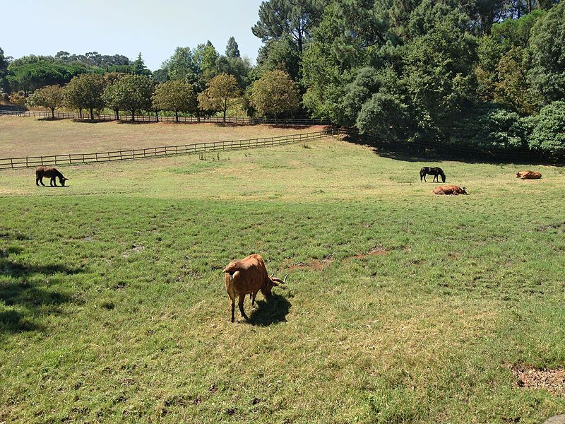 File:Quinta de Serralves.JPG