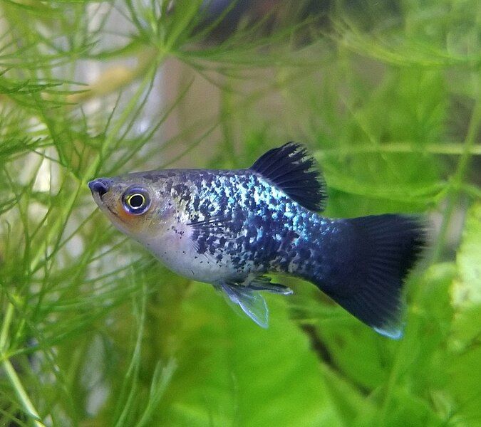 File:Rainbow platy.jpg