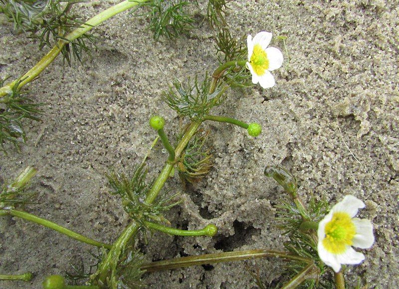 File:Ranunculus kauffmannii 147439839.jpg