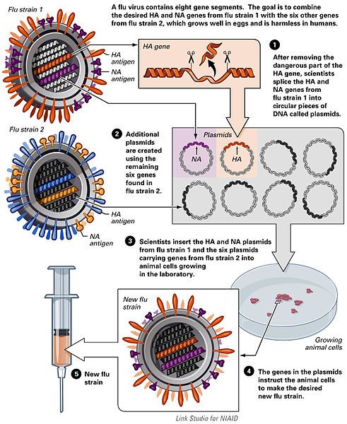 File:ReverseGeneticsFlu.jpg