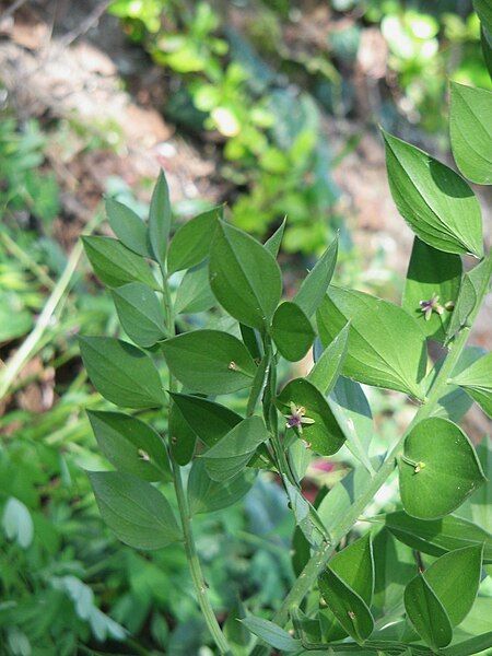 File:Ruscus aculeatus02.jpg