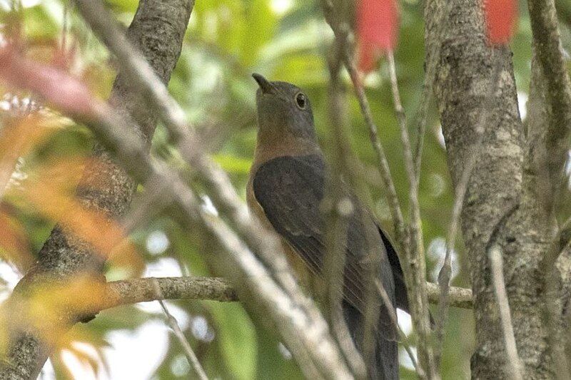 File:Rusty-breasted Cuckoo.jpg