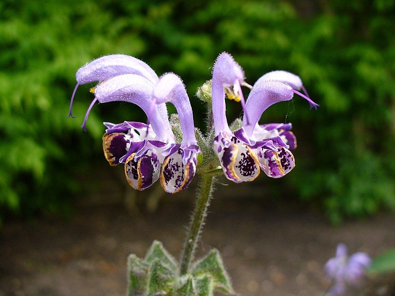 File:Salvia indica.jpg