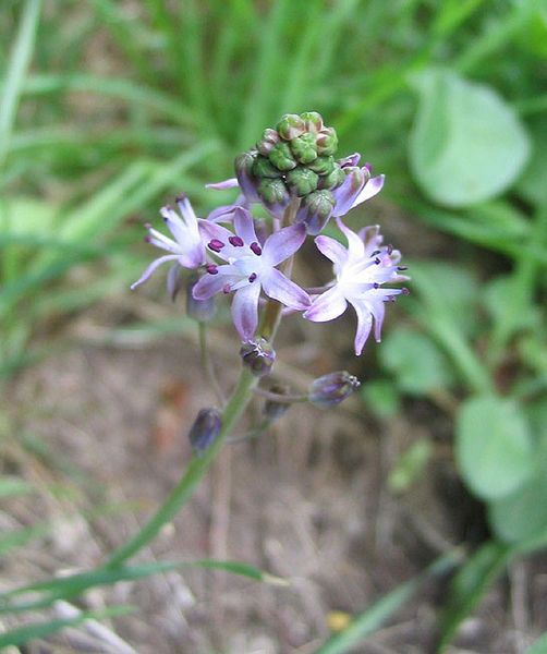 File:Scilla autumnalis0.jpg