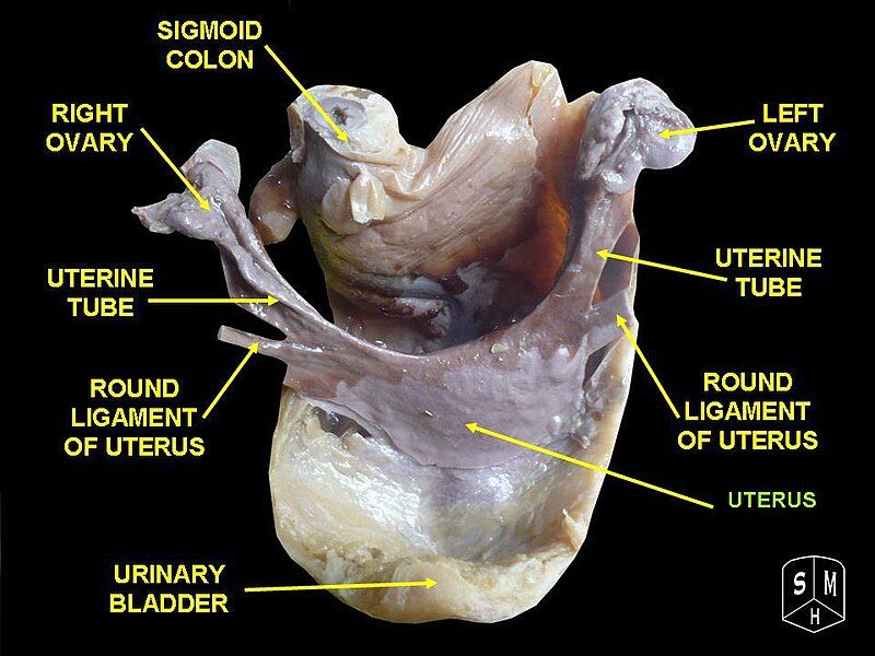 File:Slide4DDD.JPG