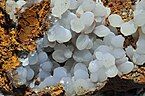 Crystals of smithsonite: Ojuela Mine, Mapimi, Mun. de Mapimi, Durango, Mexico