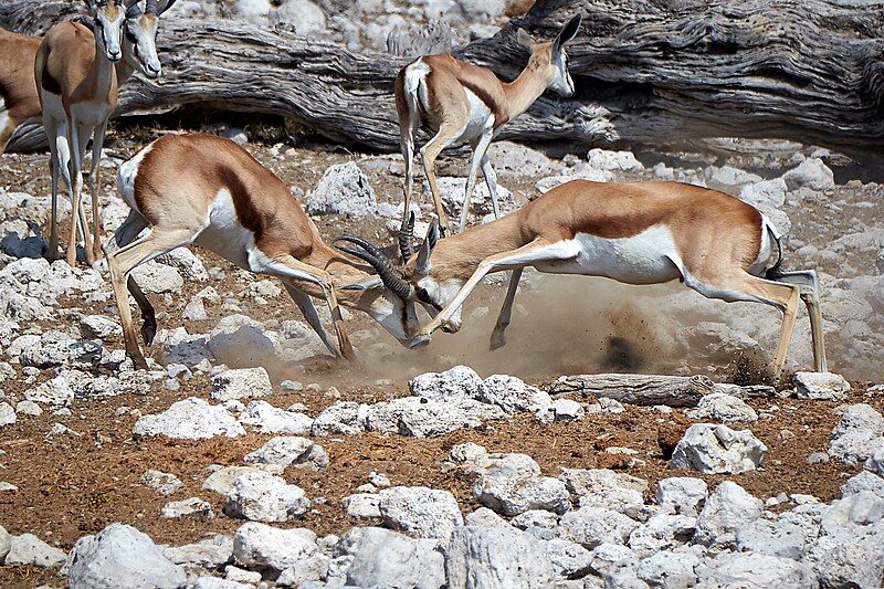 File:Springbok Fight 2019-07-25.jpg