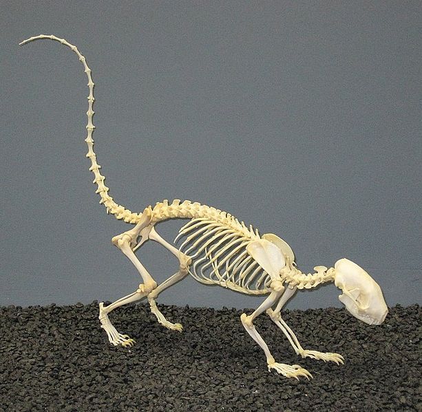 File:Striped Skunk Skeleton.jpg