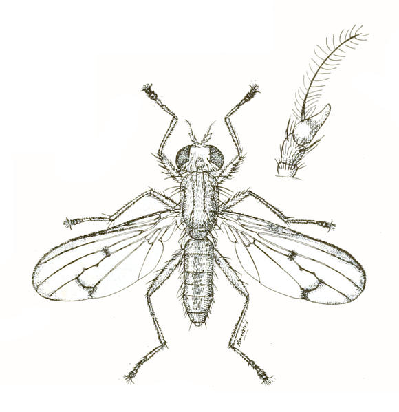 File:Tetanocera plumosa.png