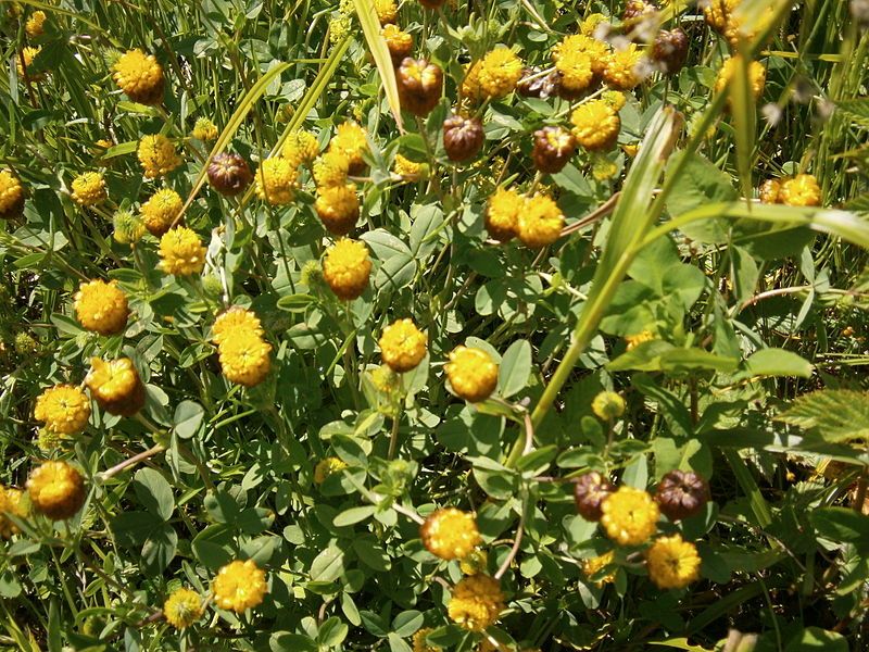 File:Trifolium badium03.jpg