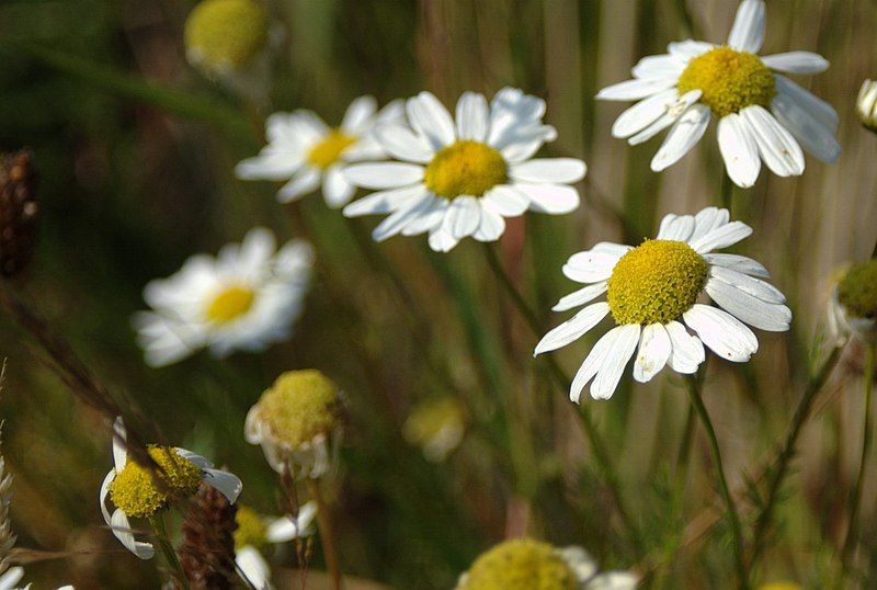 File:Tripleurospermum Perforatum.jpg