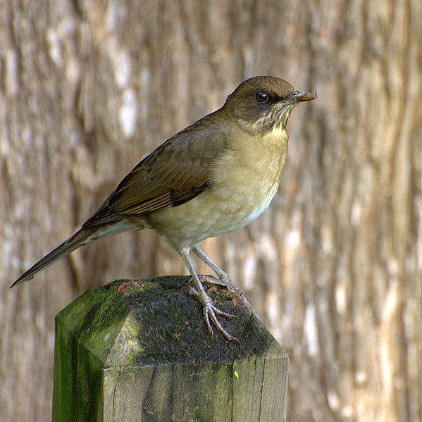 File:Turdus amaurochalinus-2.jpg