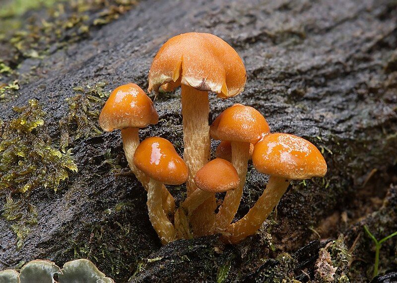 File:Unidentified Fungi 4955.jpg