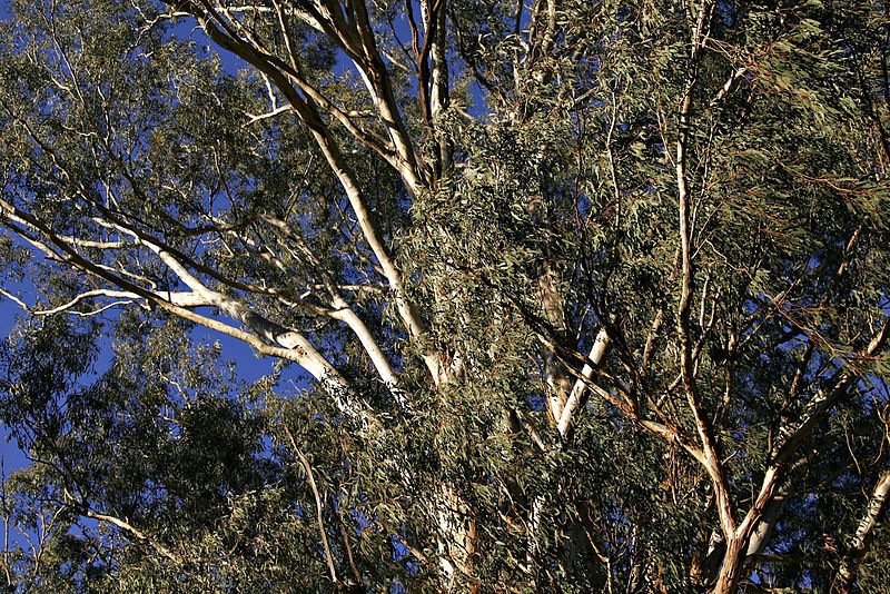 File:Unknown eucalypt02.jpg