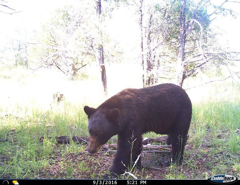 File:Ursus americanus machetes.jpg