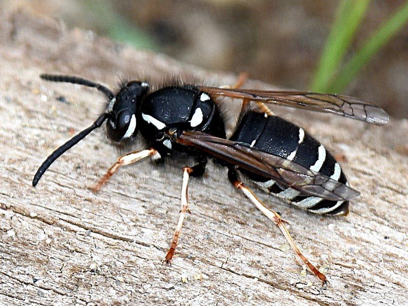 File:Vespula consobrina.jpg