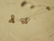 Dichotomously branched thallus of Allomyces sp. At the ends of the branches are two to three orange-brown sporangia stacked on top of each other. Each sporangium has two discharge papillae. The sporangia at the top of the stacks have apical discharge papillae. The zoosporangia on the bottom of the stacks have lateral discharge papillae.