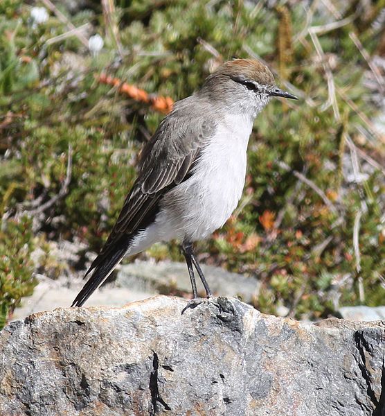 File:White-browed Ground-tyrant.jpg