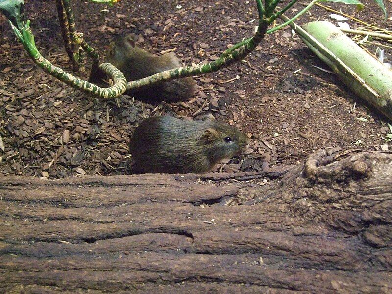 File:Wildmeerschweinchen Frankfurt Zoo.jpg