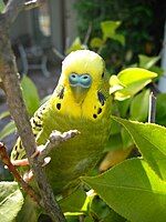 My budgie, Zebra (RIP) in a tea plant.