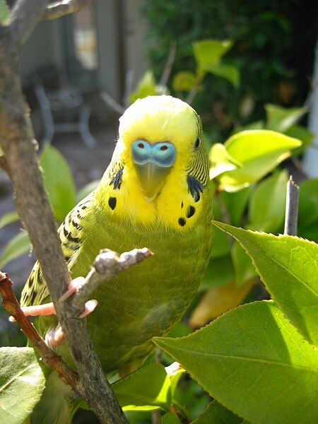 File:Zebrabudgie.jpg