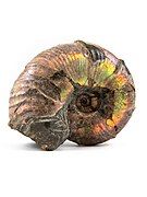 Desmoceras sp., Lower Cretaceous (Aptian). Russia, Goryachy Klyuch, The Museum of I. D. Popko