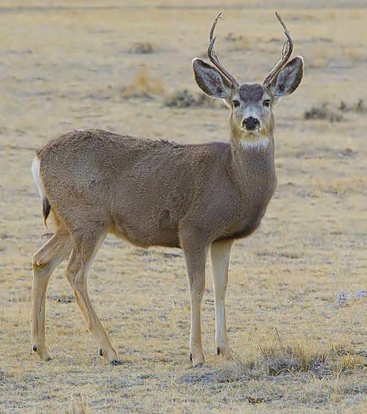 File:2012-mule-deer-male.jpg