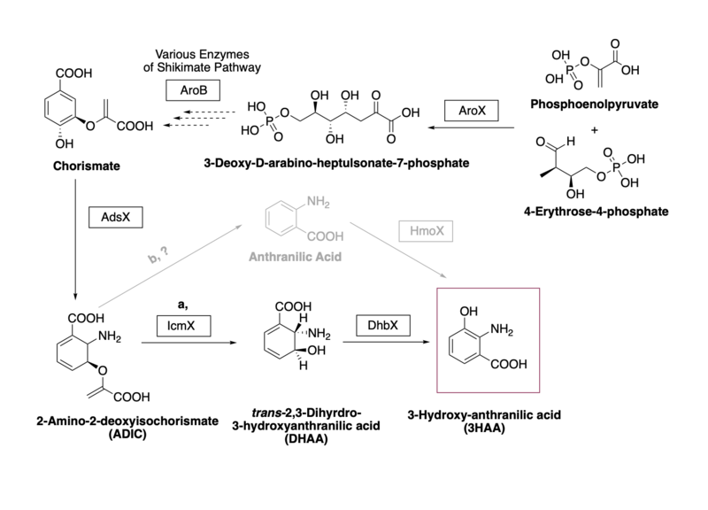 File:3HAA Biosynthesis.tif